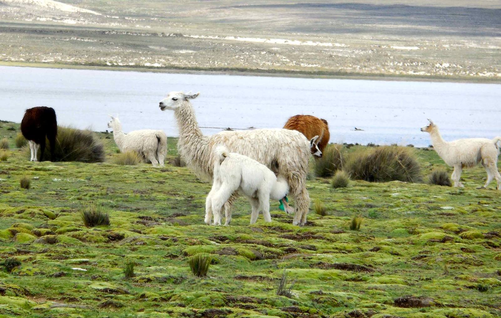 Altiplano Spanish